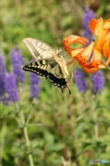 伊吹山 2匹のアゲハ蝶と橙色の花20160811