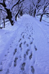 雪の足跡