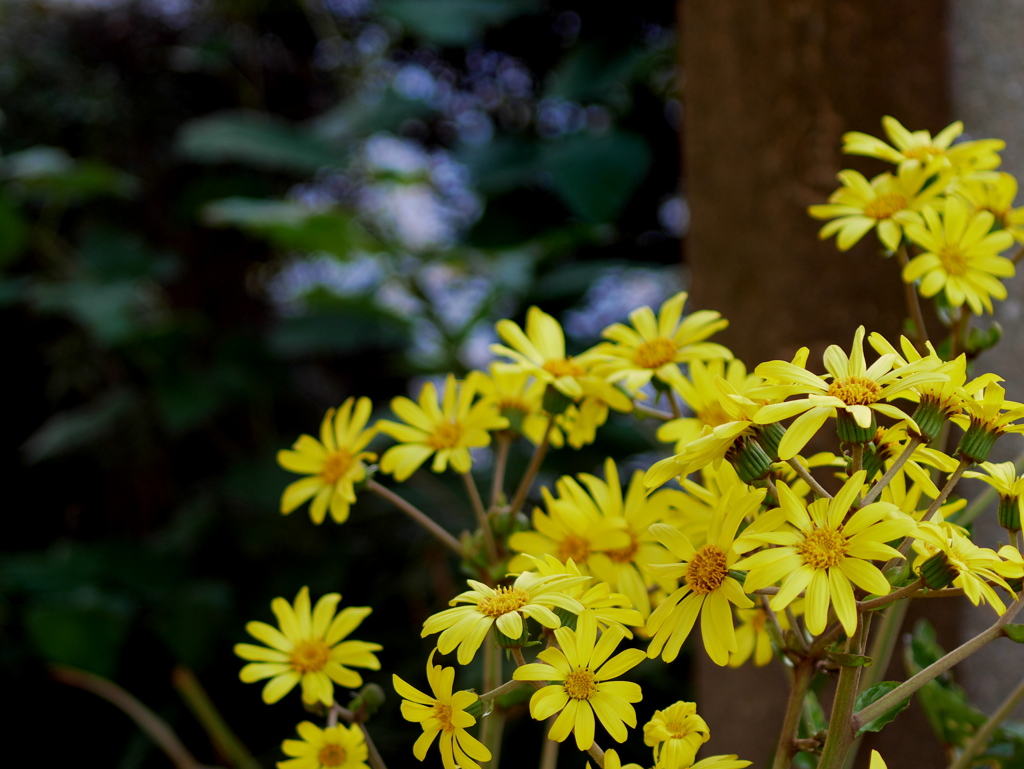 境内の花