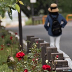 バラの咲く町