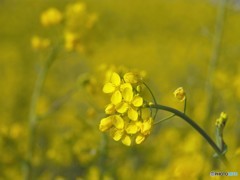 菜の花