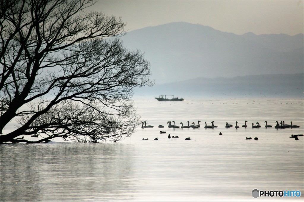 湖上の水鳥