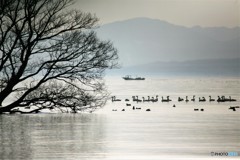 湖上の水鳥