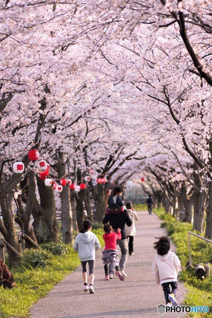 さくらの散歩道。