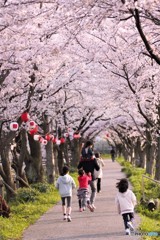 さくらの散歩道。