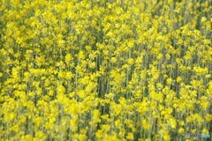 菜の花畑
