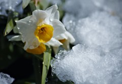 積雪と花