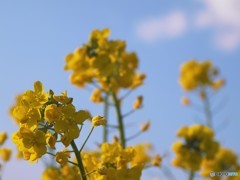 菜の花を頑張って見上げてみた