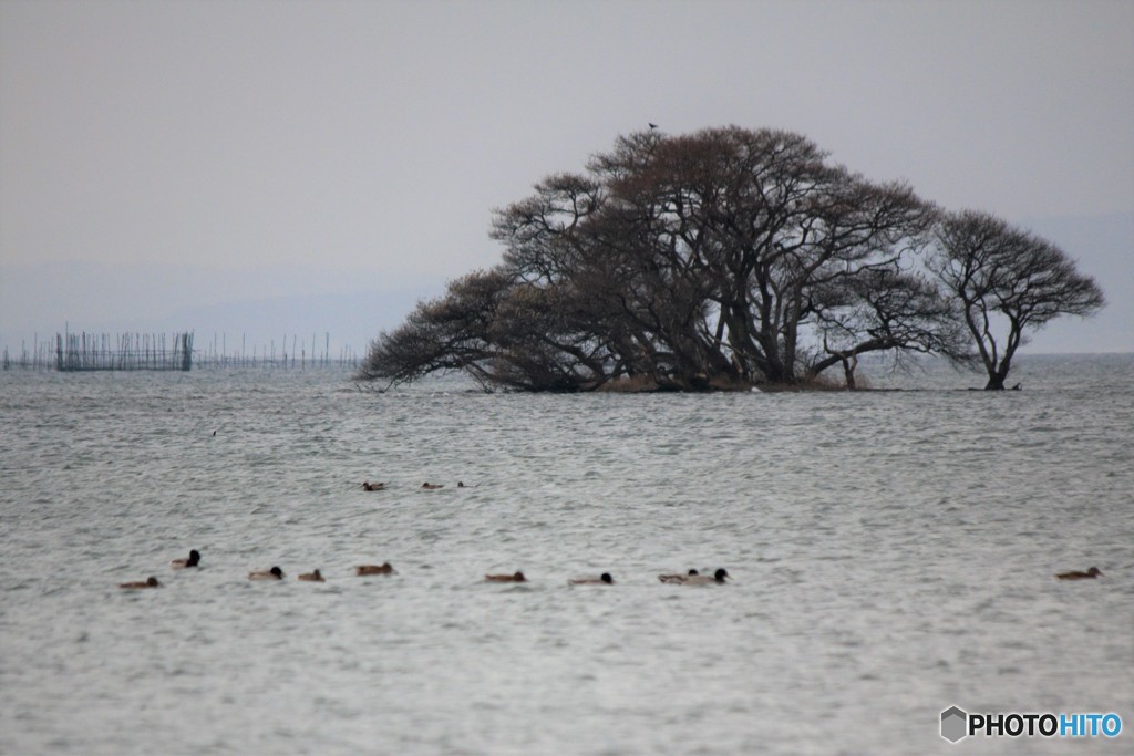 琵琶湖の風景・冬