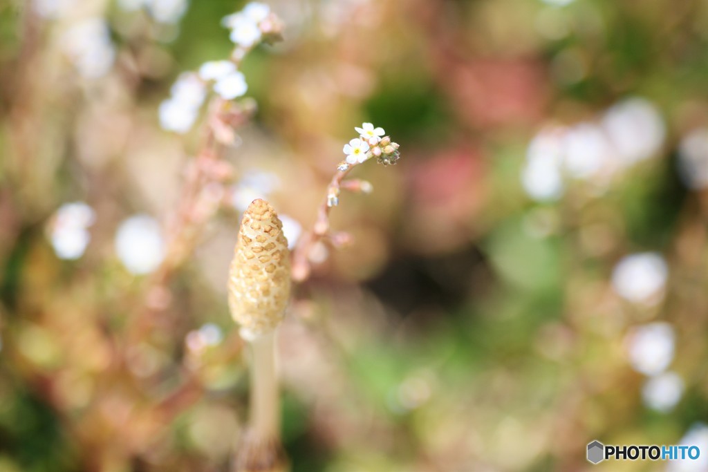 つくしの花飾り