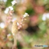 つくしの花飾り