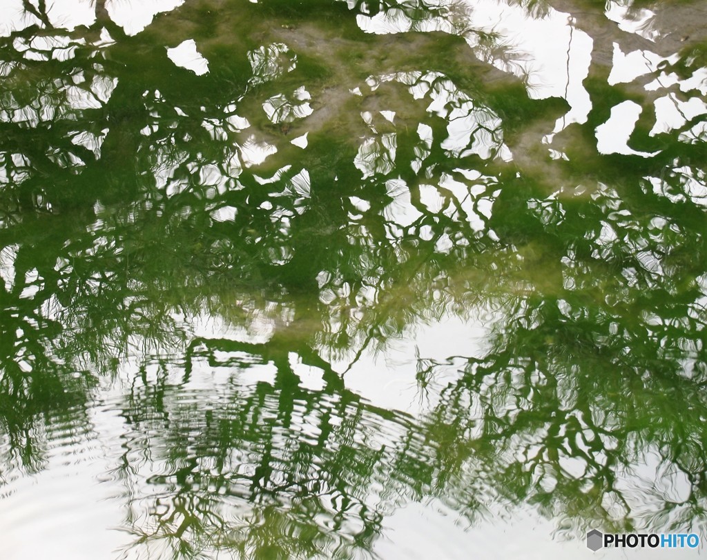 後楽園の松 20161110