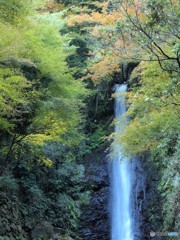 養老の滝・秋4 20161116