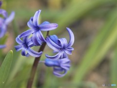 青い花