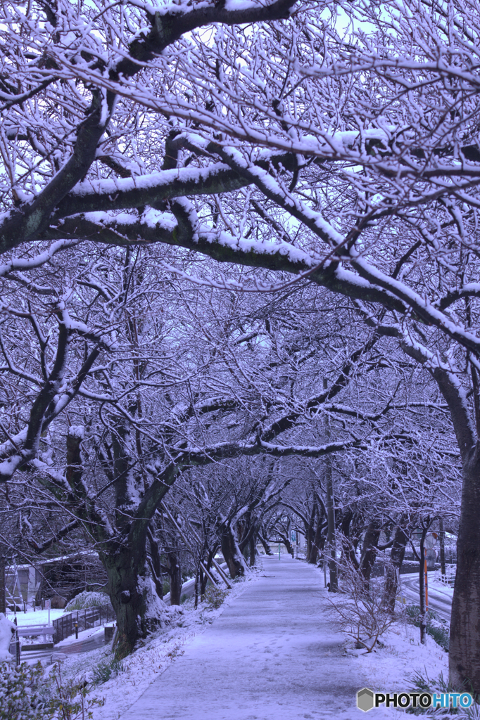 雪の散歩道