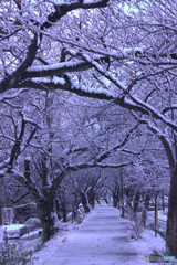 雪の散歩道
