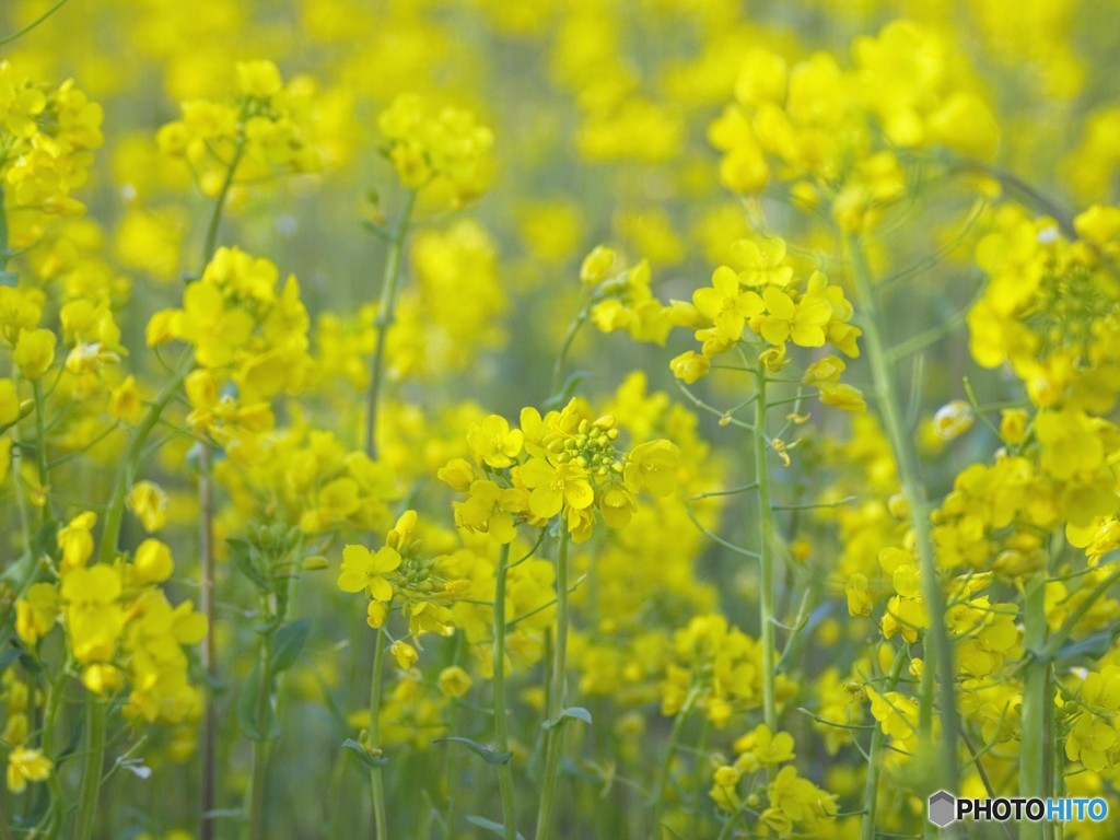 菜の花畑をふんわりと