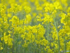 菜の花畑をふんわりと