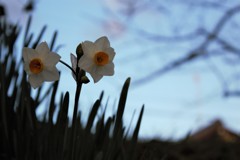 早朝の水仙2
