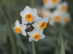 水仙をオールドレンズで楽しむ