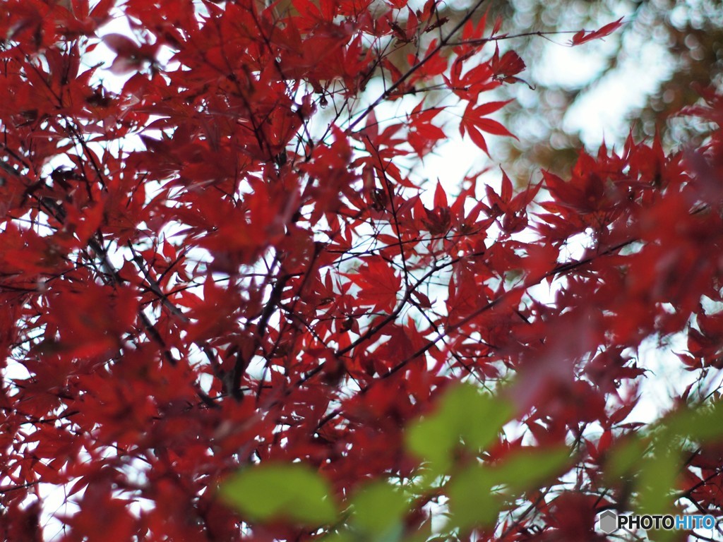 養老公園のもみじ2 20161116