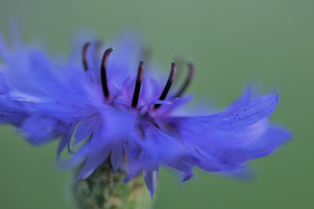 花弁の羽ばたき