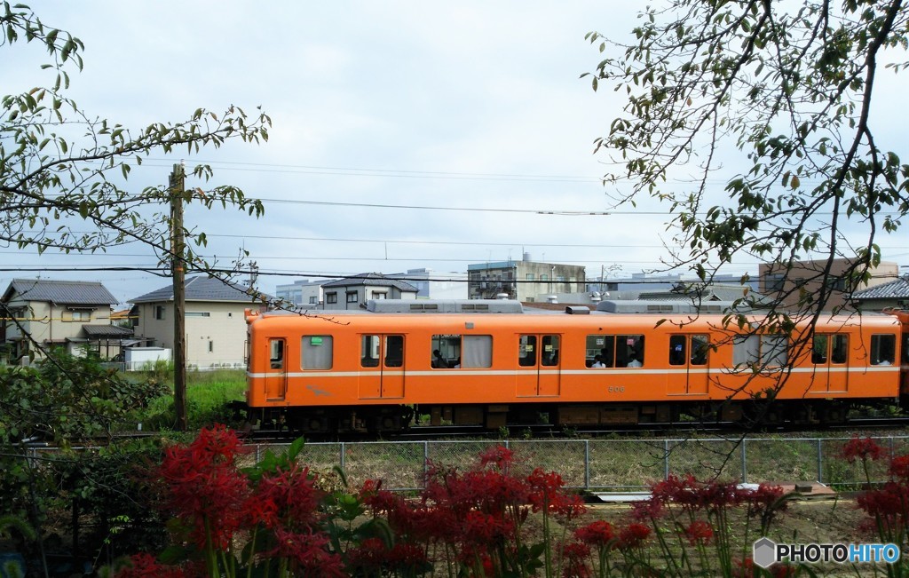 電車と彼岸花