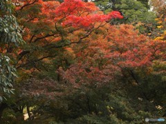 後楽園のもみじ3 20161110