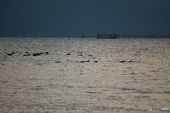 琵琶湖の夕暮れ・冬 2