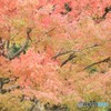 後楽園のもみじ4 20161110