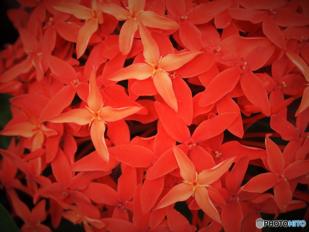 花やしきの花4