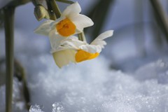 雪を下に眺める