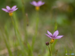 雑草の花・グーとパー