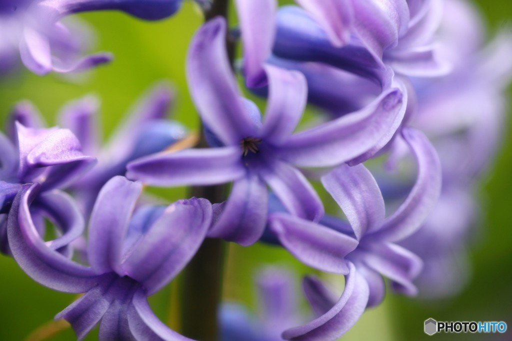青いような紫の花