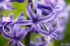 青いような紫の花