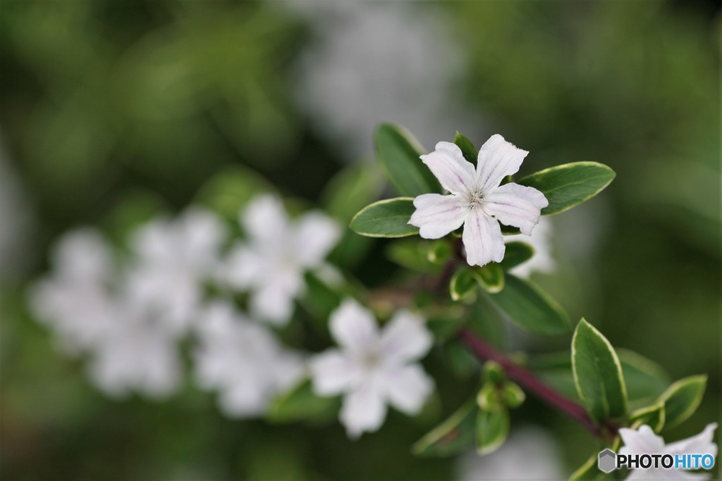 庭の木の小さな花