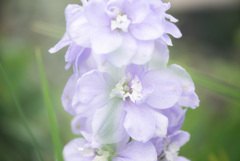 mauve delphinium