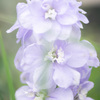 mauve delphinium