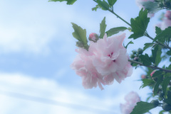 八重のムクゲ