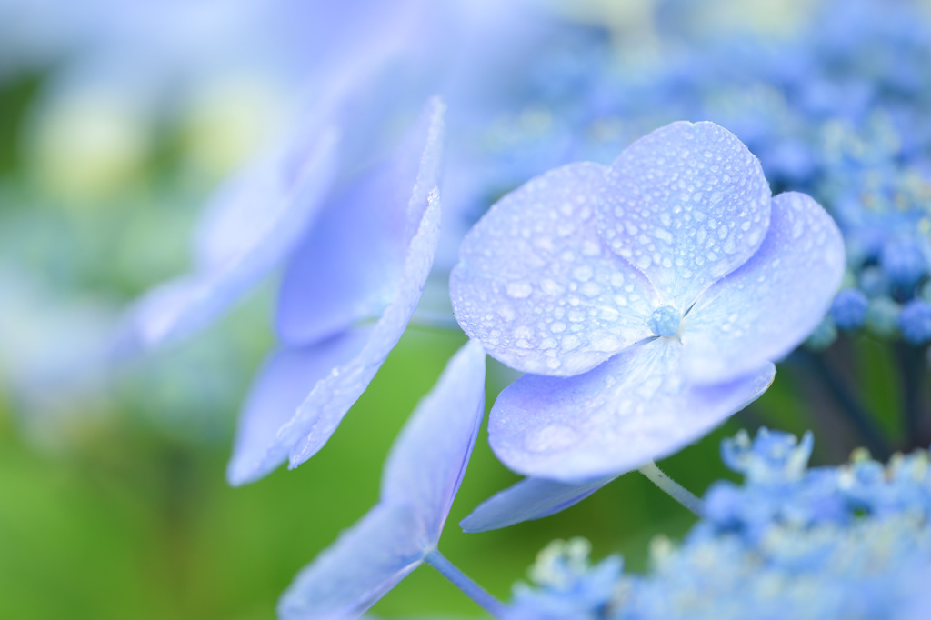 雨を纏う by hazuki88 (ID:13547855) - 写真共有サイト:PHOTOHITO