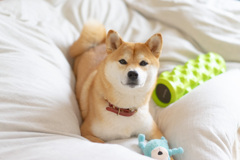 おさるとむぎ