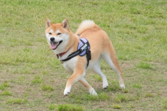 クロスステップ