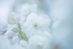 緑の桜