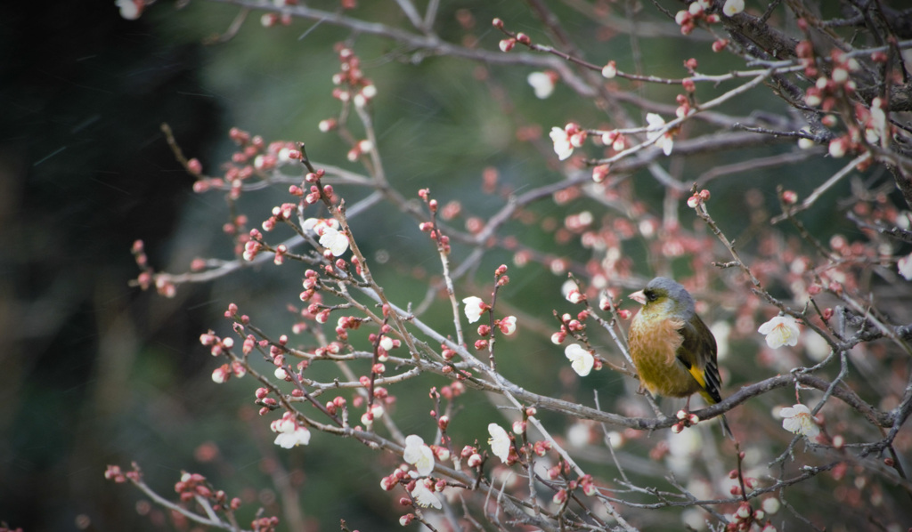 梅×カワラヒラ