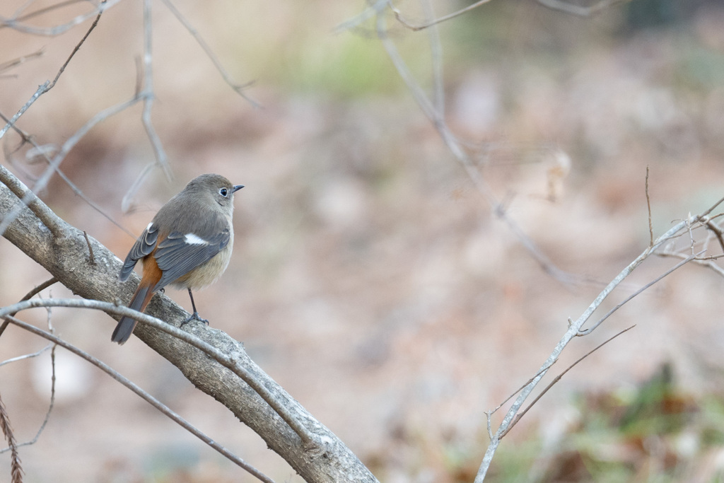 ジョビ子ちゃん