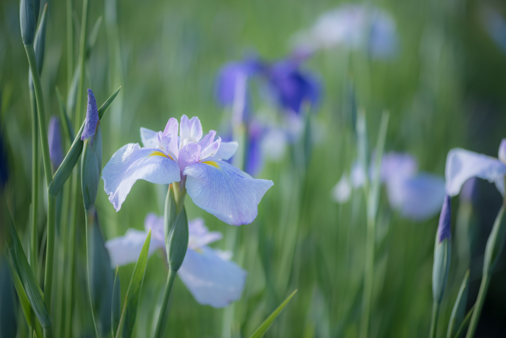 菖蒲