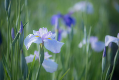 菖蒲