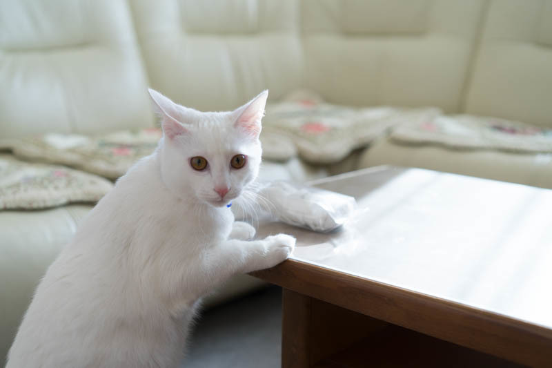 White  cat