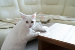 White  cat