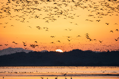 マガンのねぐら立ち